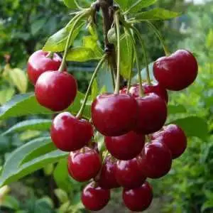 Дюк ФАКЕЛ в Барановичах