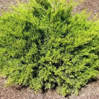 Можжевельник ИЗАБЕЛИН китайский в Барановичах