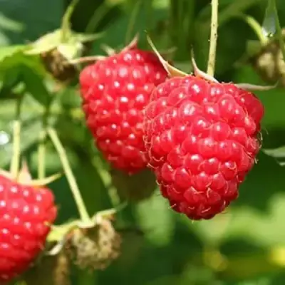 Малина БАЛЬЗАМ в Барановичах