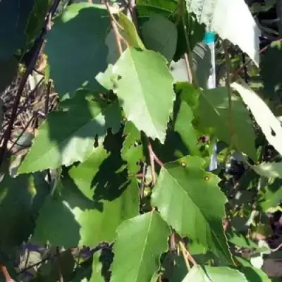 Береза САММЕР КАСКАД черная в Барановичах