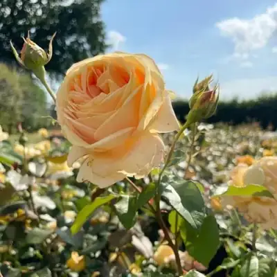 Роза КЕНДЛАЙТ чайно-гибридная в Барановичах