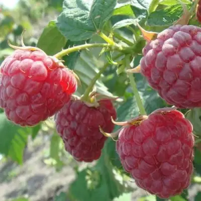 Малина БРУСИЛОВСКАЯ в Барановичах