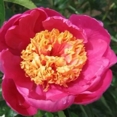 саженцы пиона