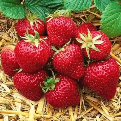 Клубника ХОНЕЙ в Барановичах