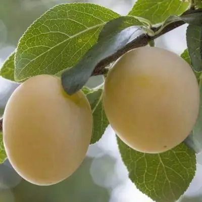 Слива УТРО в Барановичах