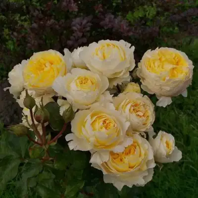 Роза БЕАТРИС английская в Барановичах