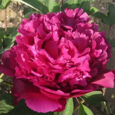 Пион ТАЙНАЯ СТРАСТЬ древовидный в Барановичах