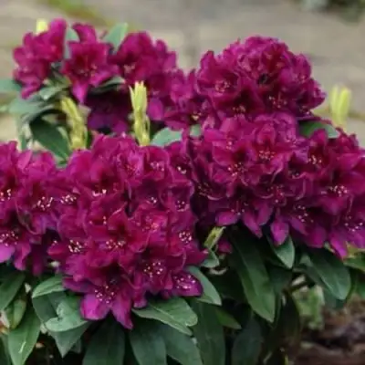 Рододендрон КАЛИ в Барановичах