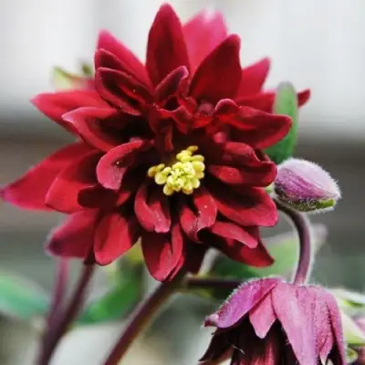 Аквилегия РУБИ ПОРТ обыкновенная в Барановичах