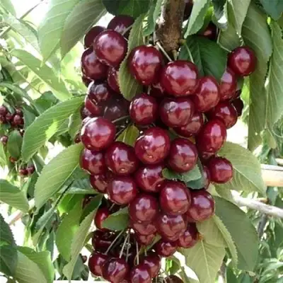 Черешня СИЛЬВИЯ колоновидная в Барановичах