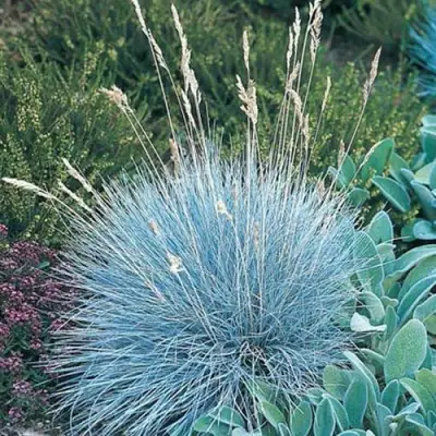 Овсяница АЙСФОГЕЛЬ сизая в Барановичах