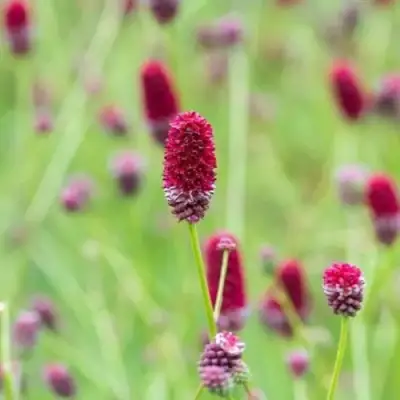 Кровохлебка БИТЛВИНГЗ в Барановичах