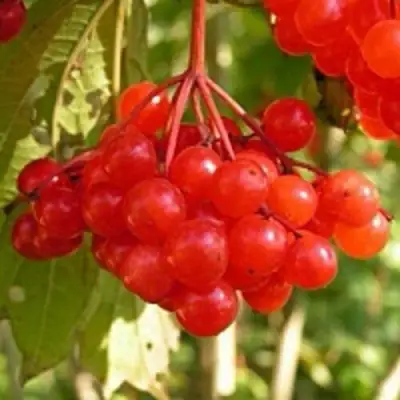 Калина ПАМЯТИ ВАЛЕНТИНЫ в Барановичах