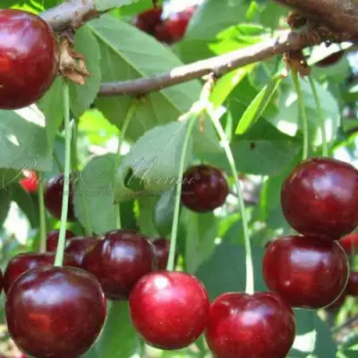 Дюк ИВАНОВНА в Барановичах