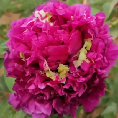 Пион ПОЛЕТ ЛАСТОЧКИ древовидный в Барановичах