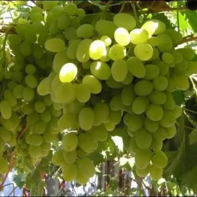 Виноград ИЛЬЯ  в Барановичах