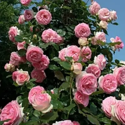 Роза ПЬЕР ДЕ РОНСАР плетистая в Барановичах