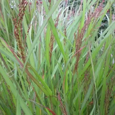 Просо ВЭРРИОР прутьевидное в Барановичах