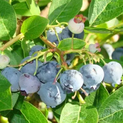 Голубика БЛЮДЖЕЙ в Барановичах