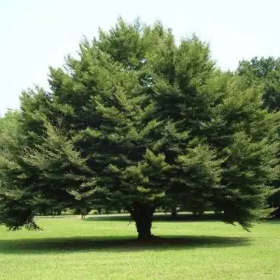 Бук обыкновенный в Барановичах