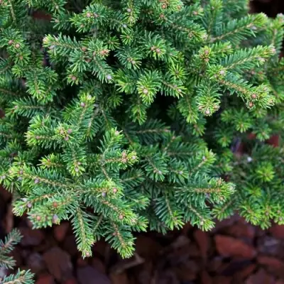 Ель ВИЛС ЦВЕРГ обыкновенная в Барановичах