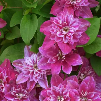 Клематис МАЙ ДАРЛИНГ  в Барановичах