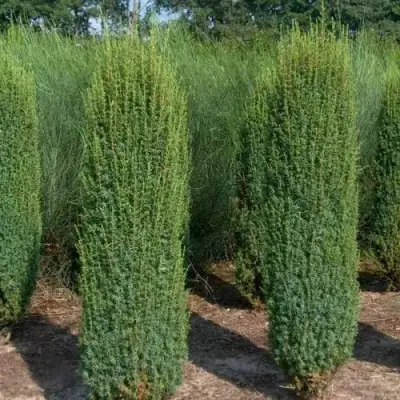 Можжевельник ХИБЕРНИКА обыкновенный  в Барановичах