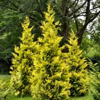 Туя ГОЛДЕН БРАБАНТ западная в Барановичах