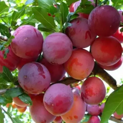 Слива НЕКТАРИННАЯ АРОМАТНАЯ в Барановичах