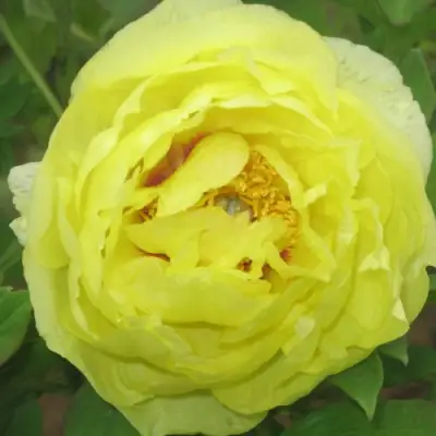 Пион ЗОЛОТО ПОДНЕБЕСНОЙ древовидный в Барановичах