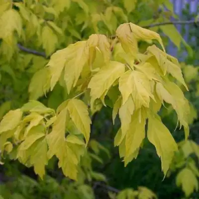 Клен ясенелистный в Барановичах