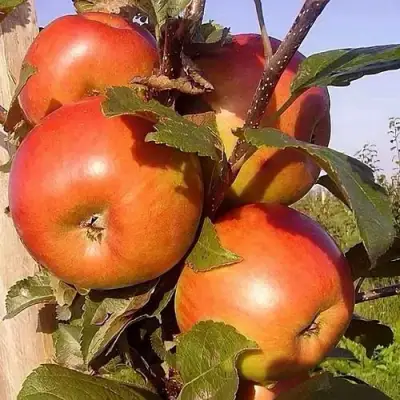 Яблоня ФРИДОМ в Барановичах