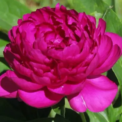 Пион БАРХАТ НОЧИ травянистый в Барановичах