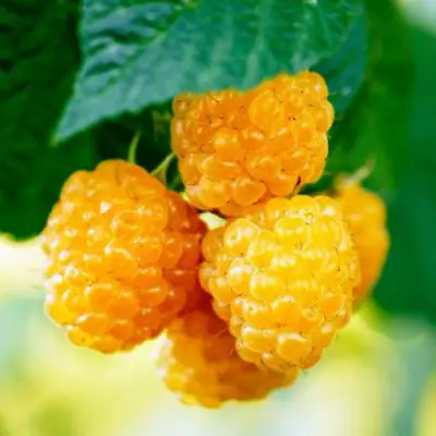 Малина МЕДОВАЯ в Барановичах