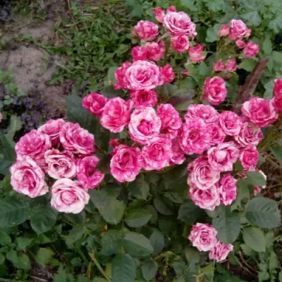 Роза ФЛЕШ ДАНС спрей в Барановичах