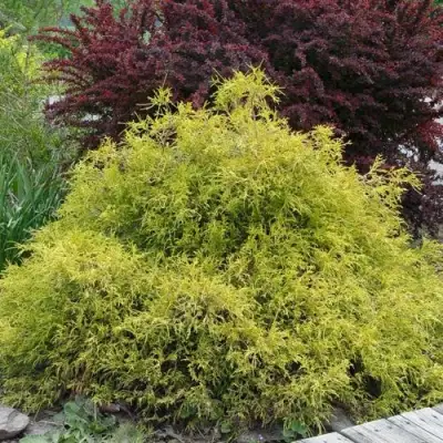 Кипарисовик ГОЛДЕН МОП горохоплодный в Барановичах