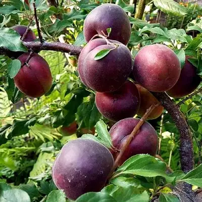 Шарафуга БЕЛЛА РОЯЛЬ в Барановичах