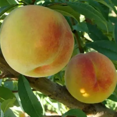 Персик ДОНЕЦКИЙ ЖЕЛТЫЙ в Барановичах