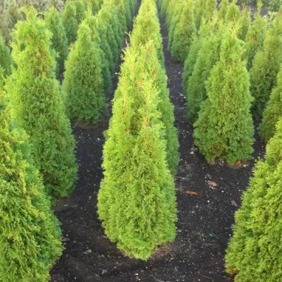 Туя САННИ СМАРАГД западная  в Барановичах