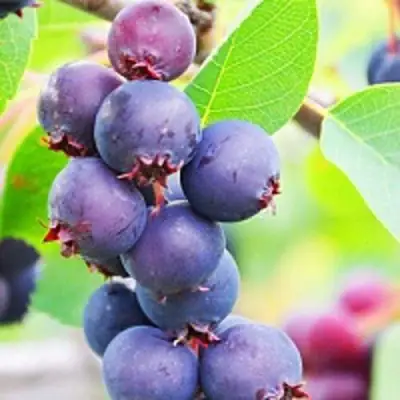 Ирга СМОУКИ в Барановичах