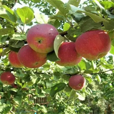 Яблоня ОРЛИК в Барановичах