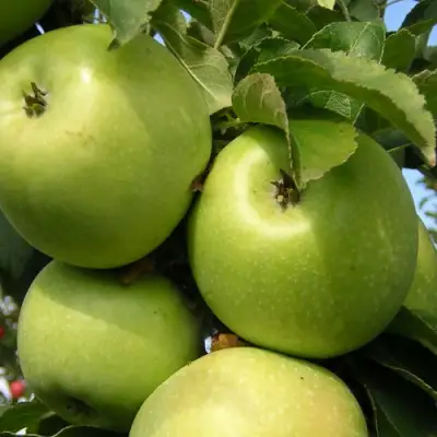 Яблоня КАЛУЖАНКА в Барановичах