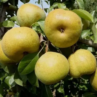 Груша ПЛАТОНОВСКАЯ в Барановичах