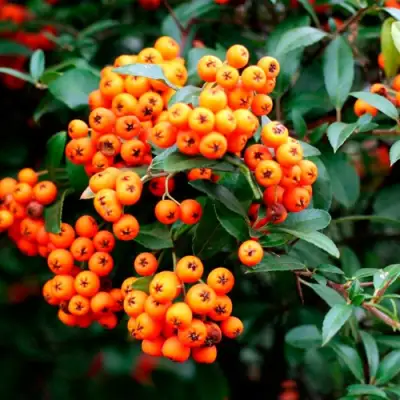 Пираканта ОРАНЖ ГЛОУ в Барановичах