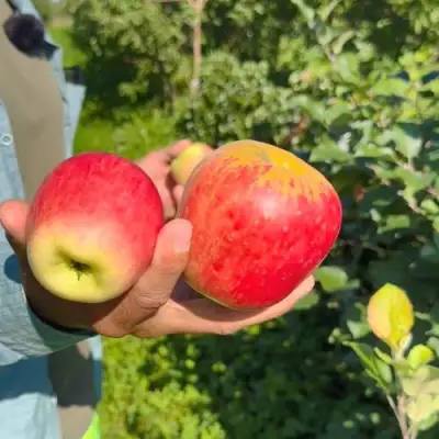 Яблоня БЛАГАЯ ВЕСТЬ в Барановичах
