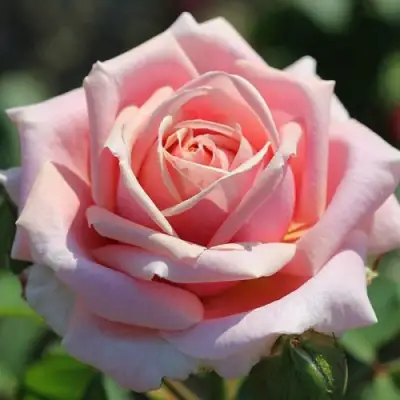 Роза ФРЕДЕРИК МИСТРАЛЬ чайно-гибридная в Барановичах