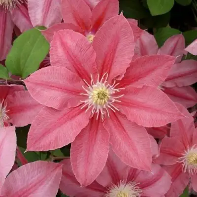 Клематис ЛИТЛ МЕРМЕЙД в Барановичах