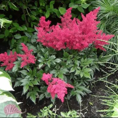 Астильба БОНН японская в Барановичах