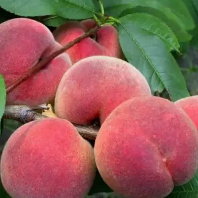 Персик ЮБИЛЕЙ СТОЛИЦЫ колонновидный в Барановичах