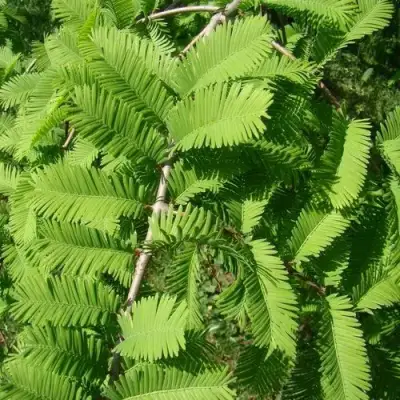 Метасеквойя  ГЛИПТОСТРОБОИДНАЯ  в Барановичах